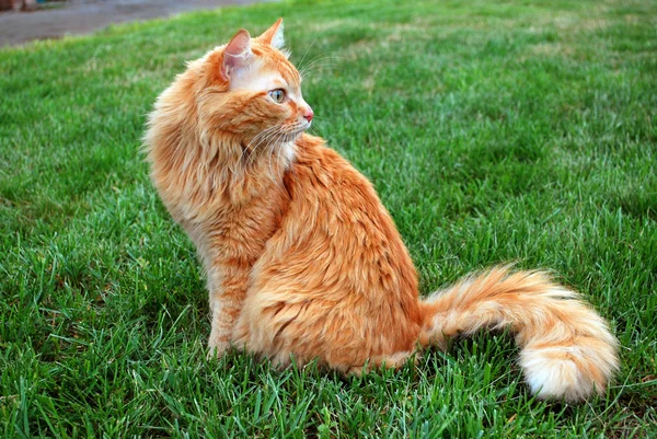 bir çim üzerinde kedi