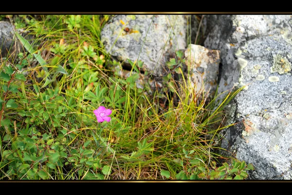 Zlatá Altaj — Stock fotografie