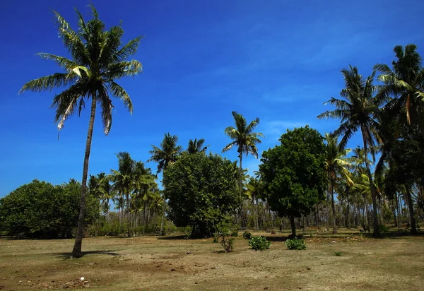 Życie na wyspie gili air Obraz Stockowy