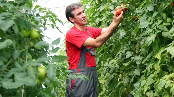 Organic Farmer Harvesting Tomatoes — Stock Photo, Image