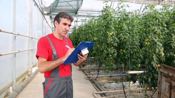 Greenhouse Worker — Stock Photo, Image