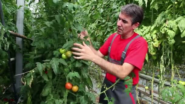 Agricultor verificando sua colheita de tomate — Vídeo de Stock