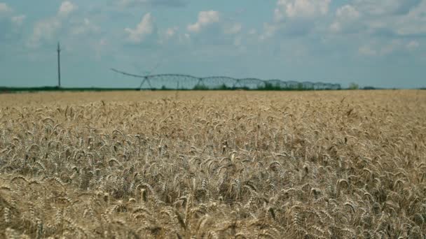 Irrigation System In Wheat Field — Stock Video