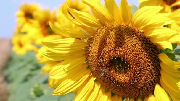 Blooming Sunflower — Stock Video