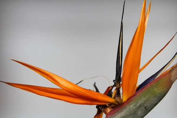 Crane Flower or Bird of Paradise. — Stock Photo, Image