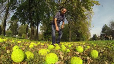 güzel sonbahar hedgeball (maclura pomifera) çim.