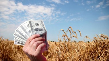 Bir buğday tarlasının önünde el ele tutuşan Amerikan doları.
