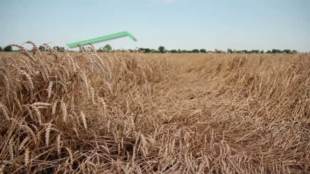 Дозріле Пшеничне Поле Графічним Зростанням Цін Пшеницю Символ Долара Сша — стокове відео