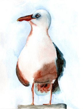 Açık mavi arkaplanda koyu turuncu gagalı beyaz bir martının suluboya çizimi