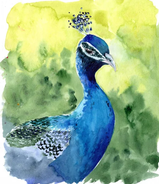 Illustration Aquarelle Colorée Paon Bleu Vif Sur Fond Vert — Photo