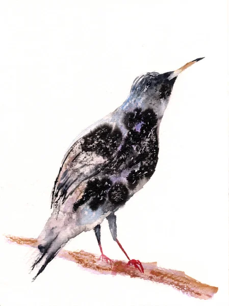 Illustration Aquarelle Oiseau Brun Biege Violet Avec Des Taches Noires — Photo