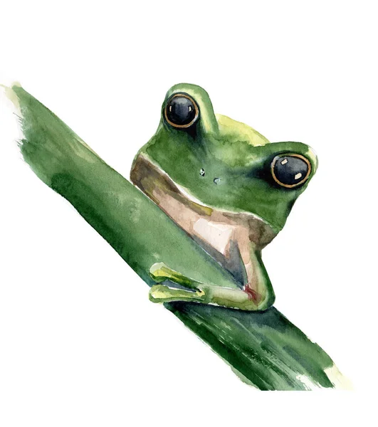 Illustration Aquarelle Une Grenouille Verte Avec Grands Yeux Noirs Sur — Photo