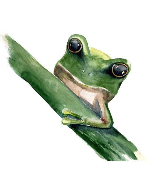 Watercolor illustration of a green frog with big black eyes on a green btanch on  white background