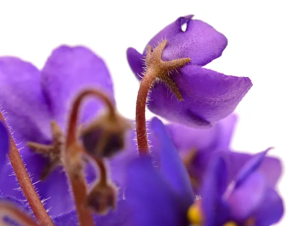 Violet flower — Stock Photo, Image