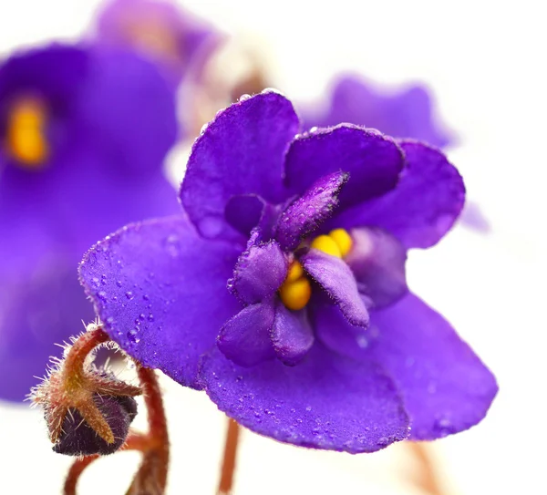 Floare violet — Fotografie, imagine de stoc