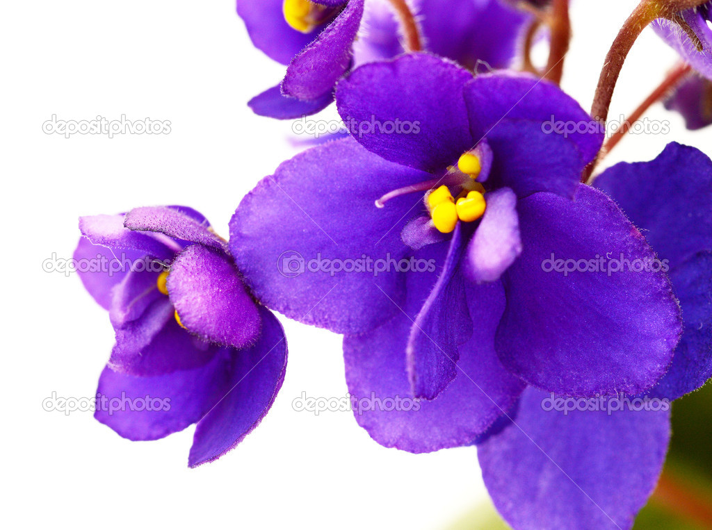 Violet flower