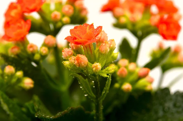 Flores de Kalanchoe — Fotografia de Stock
