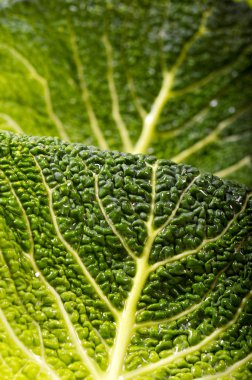 savoy lahana yaprağı