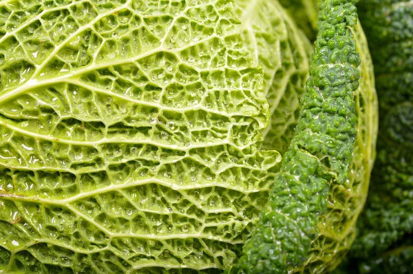 Leaves of savoy cabbage — Stock Photo, Image