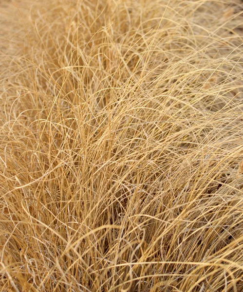 Long dry grass — Stock Photo, Image