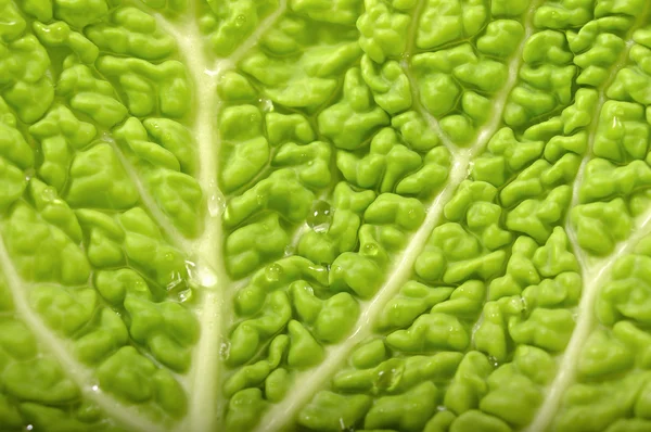 Leaves of savoy cabbage — Stock Photo, Image