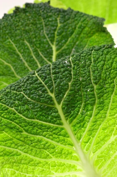 Leaves of savoy cabbage — Stock Photo, Image