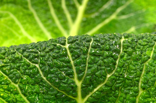Leaves of savoy cabbage — Stock Photo, Image