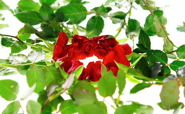 Rote Rosen — Stockfoto