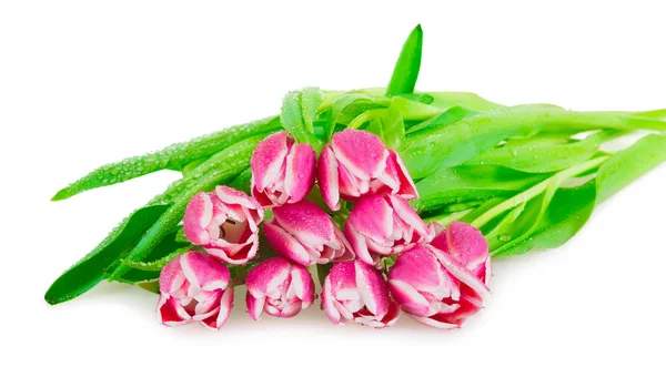 Rózsaszín tulipán csokor Stock Kép