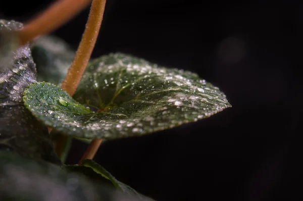 Leaf of flower — Stock Photo, Image