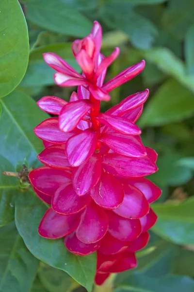 Red ginger flower. — Stock Photo, Image