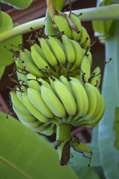 Pisang — Stok Foto