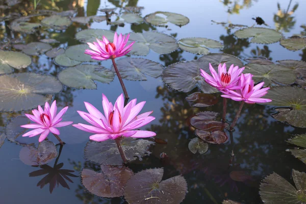 池のピンクの蓮. — ストック写真