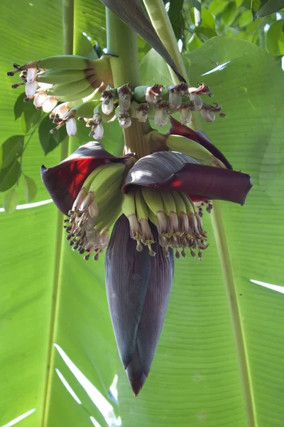 Flor de banana — Fotografia de Stock