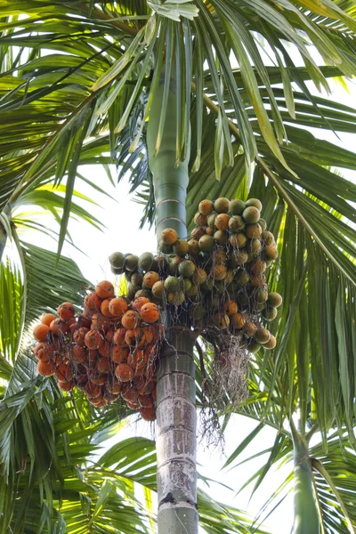 Betel palm — Stock fotografie