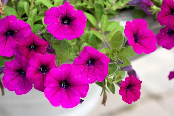 紫色の花. — ストック写真