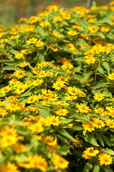 Flores amarelas . — Fotografia de Stock