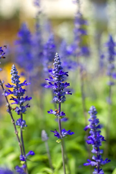 Blålila blommor — Stockfoto