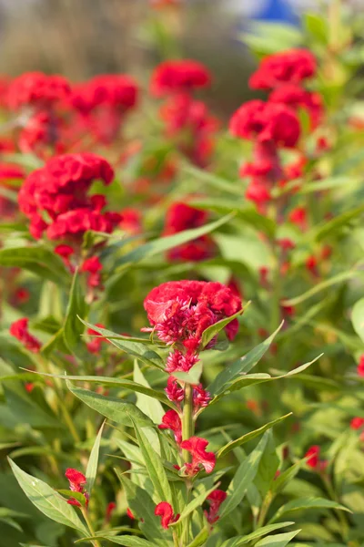 Красные цветы. — стоковое фото