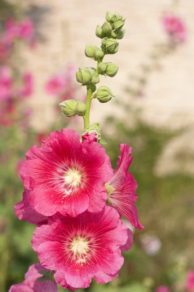 Rode bloemen. — Stockfoto