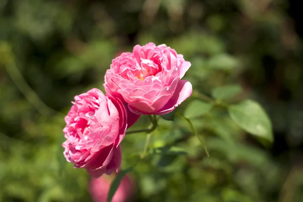 Rosa. — Foto Stock