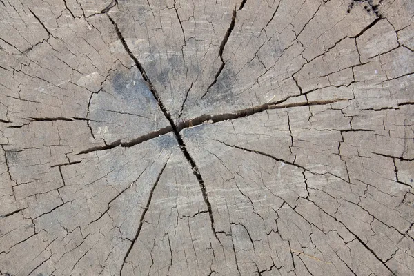 Grietas en la madera . — Foto de Stock