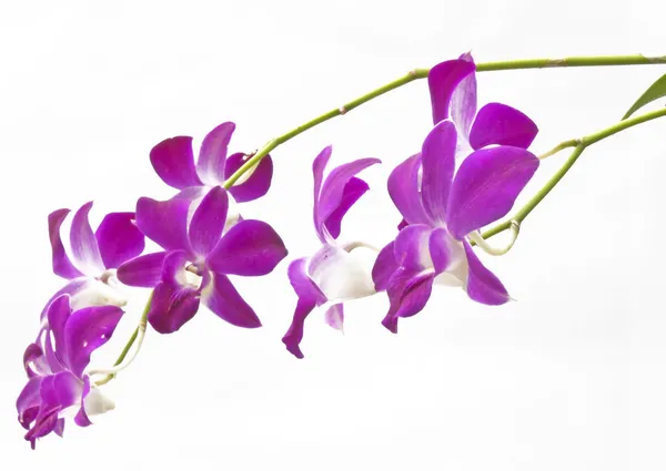 Purple Orchids — Stock Photo, Image