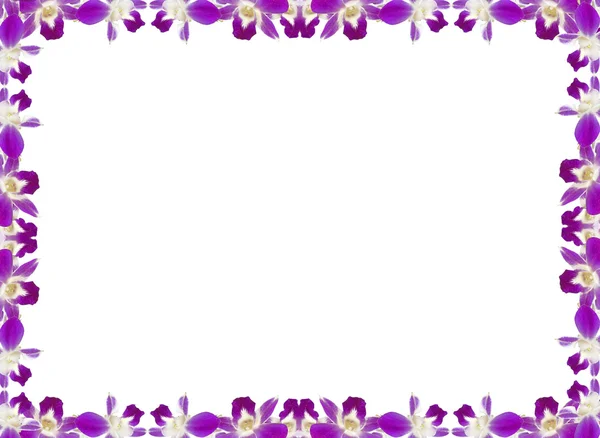 Orchidee — Foto Stock