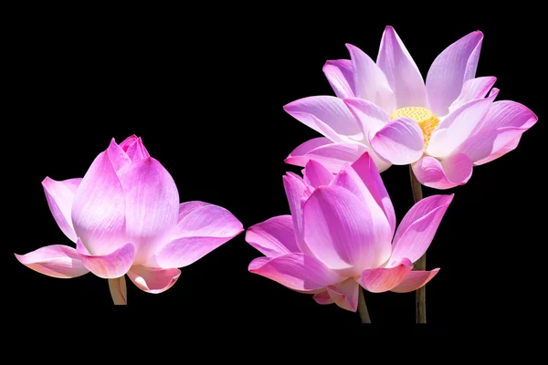 Lotus — Stock Photo, Image