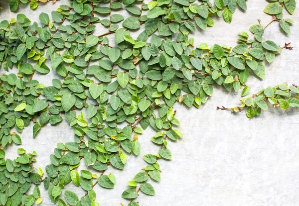 Climbing Fig — Stock Photo, Image