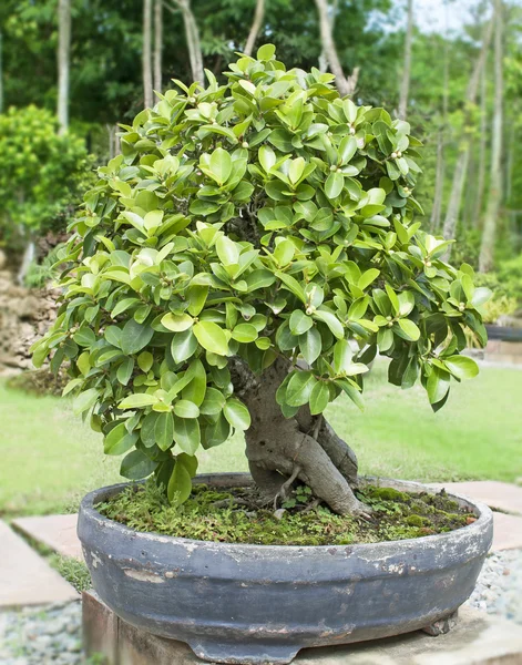 Pohon Bonsai . — Stok Foto