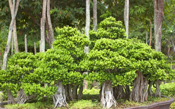 Alberi di bonsai . — Foto Stock