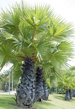 Şeker palm