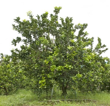 Greyfurt Bahçe